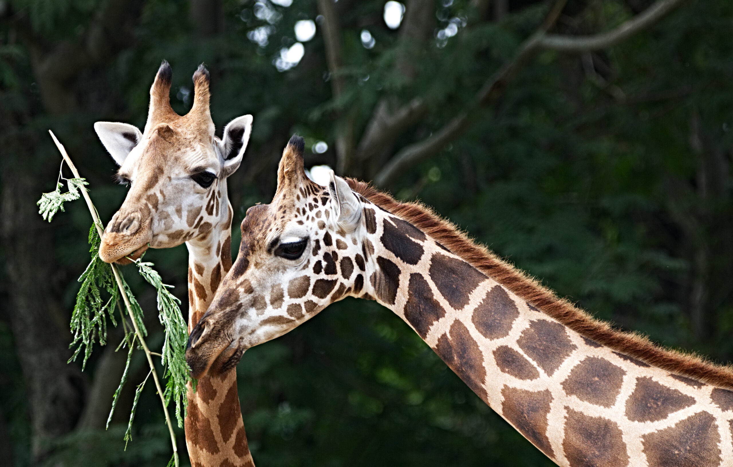 Beatiful,Giraffe,Couple,Having,Food,Touching,Each,Other,With,Love