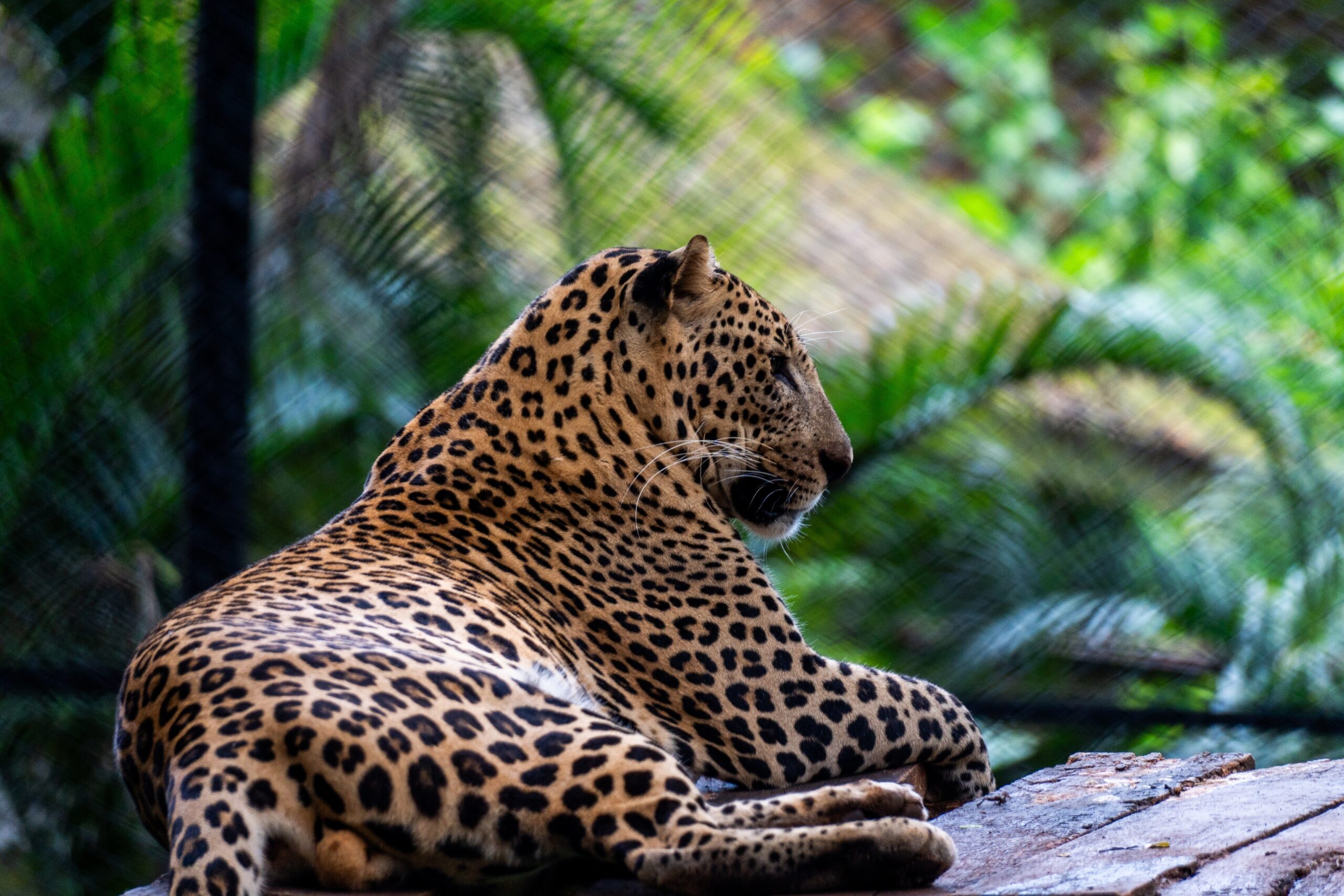 In,Mysore,Zoo,,Playful,Leopard,Captivates,Visitors,As,It,Prowls