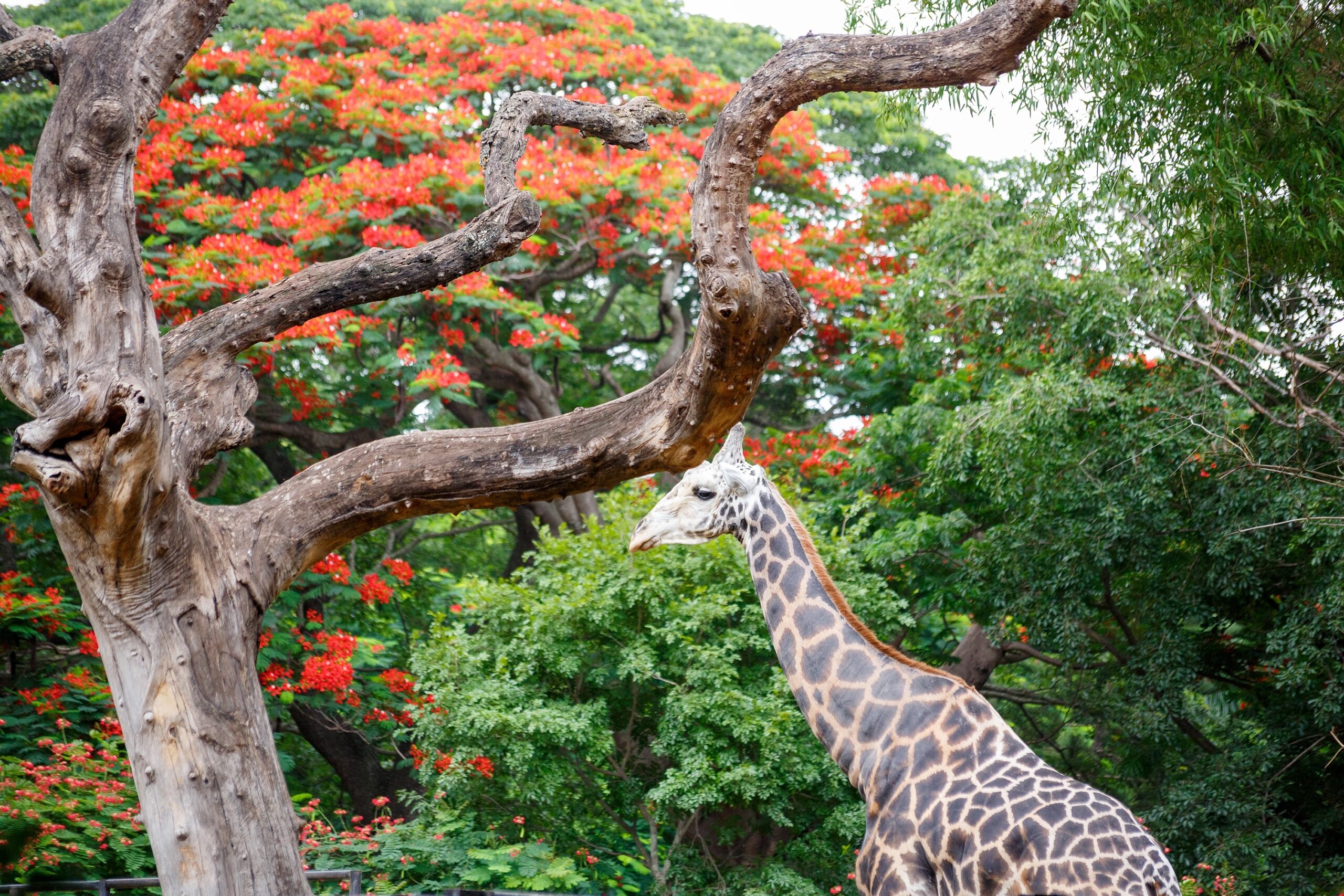 Giraffe,At,Mysore,Zoo,,India