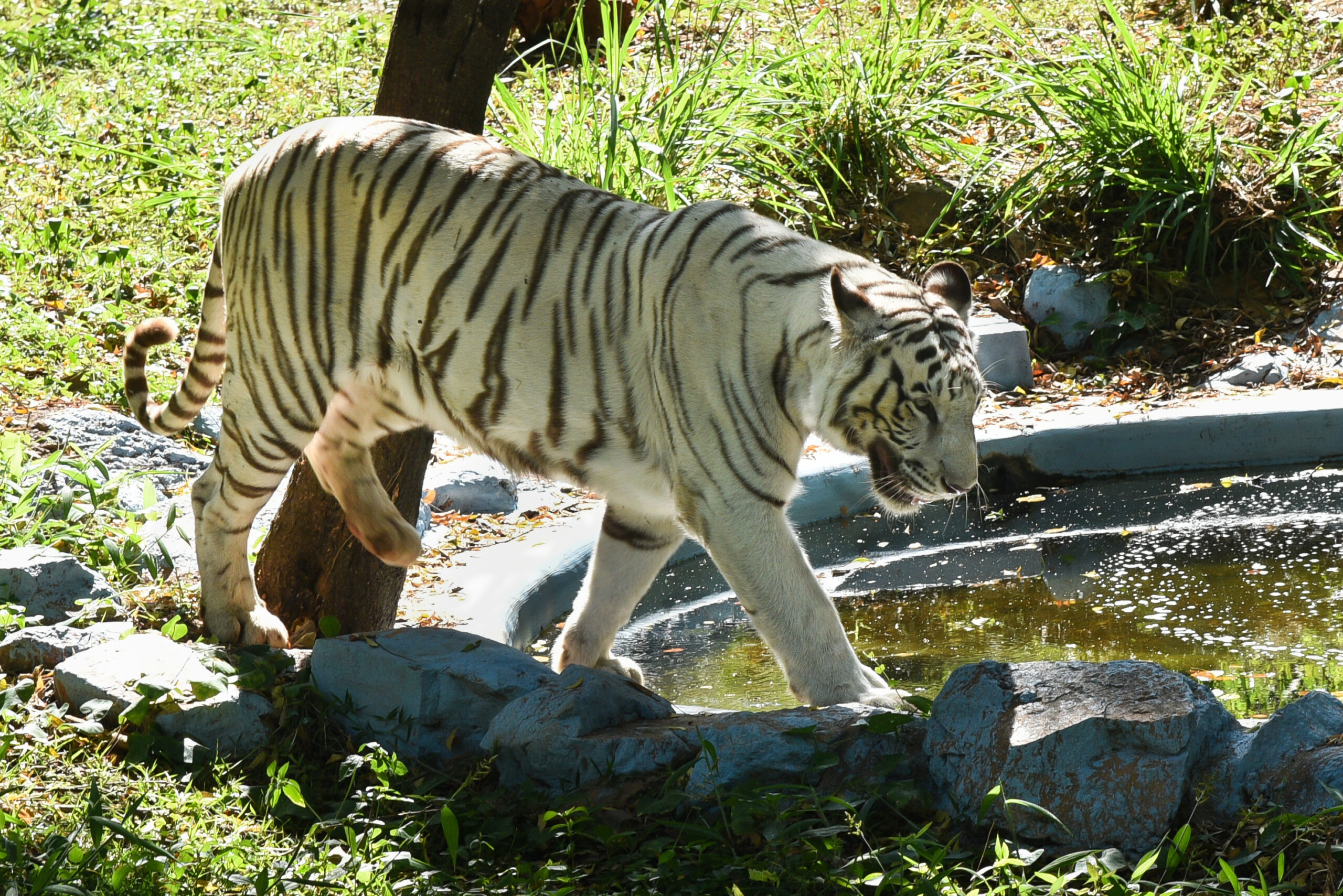 Bengal,White,Tiger,Walking,Near,Water,In,Mysore,Zoo,Karnataka