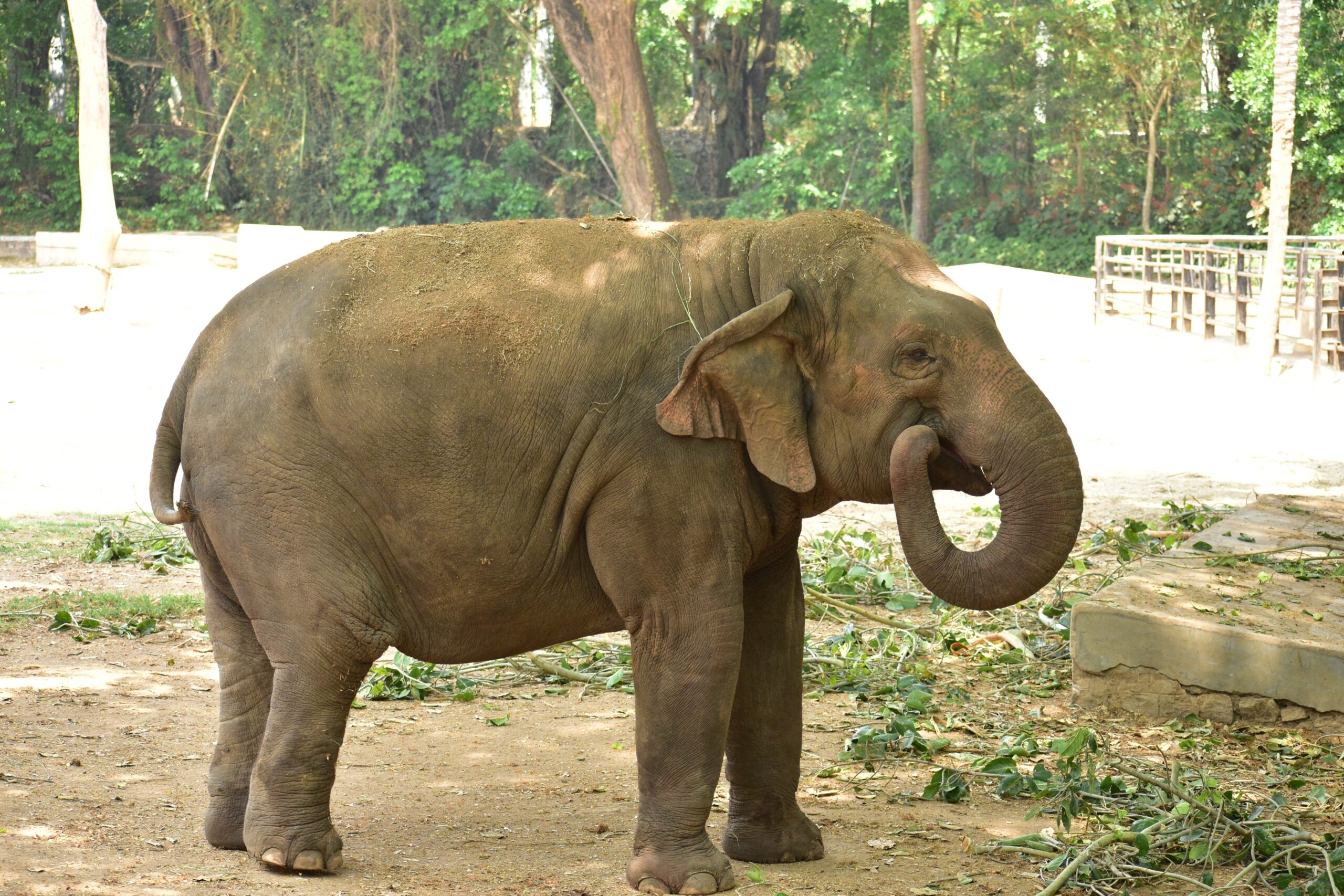 Indian,Elephant,In,The,Mysore,Zoo.