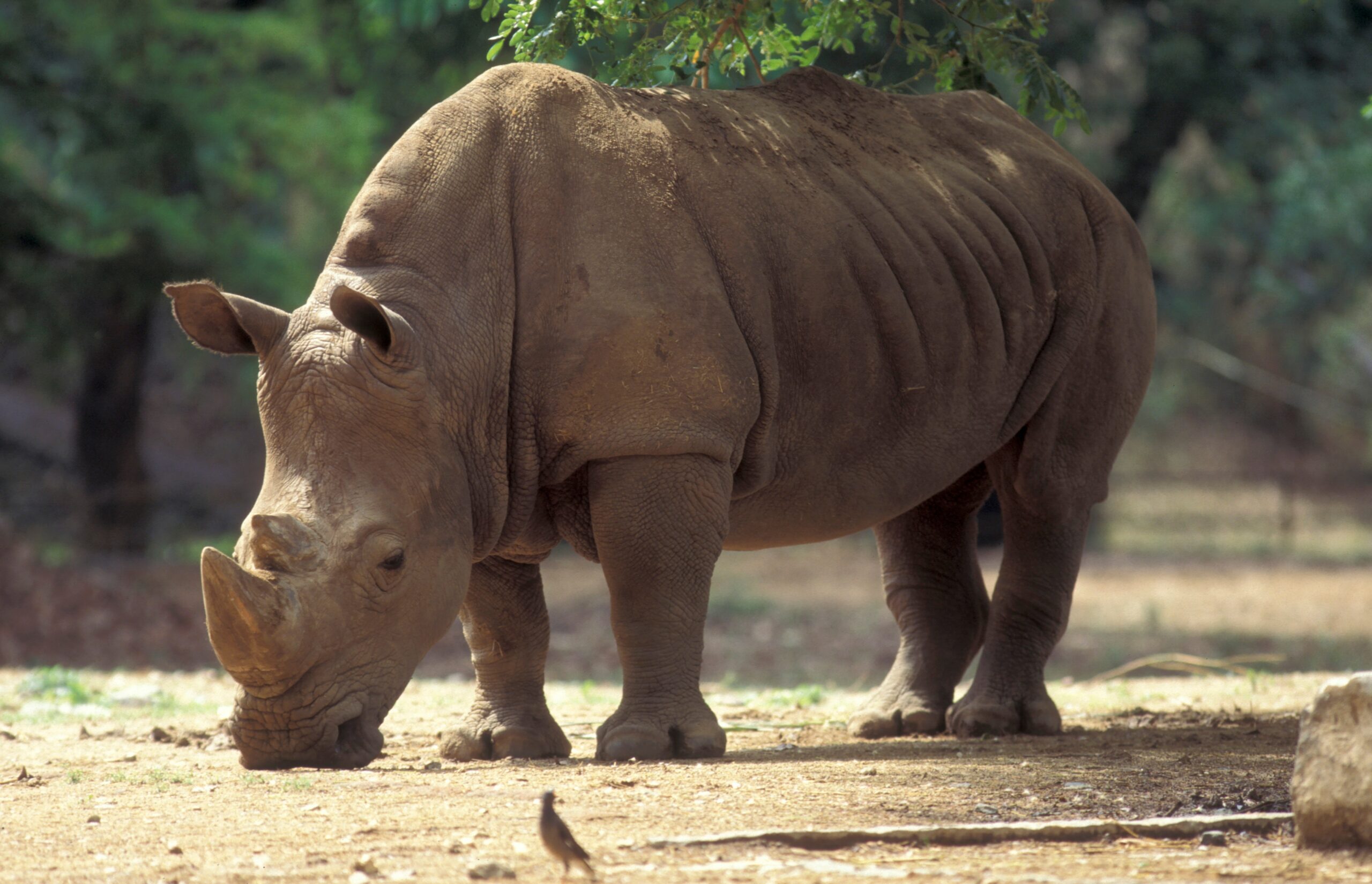 A,Rhino,At,The,Mysore,Zoo,In,The,City,Of